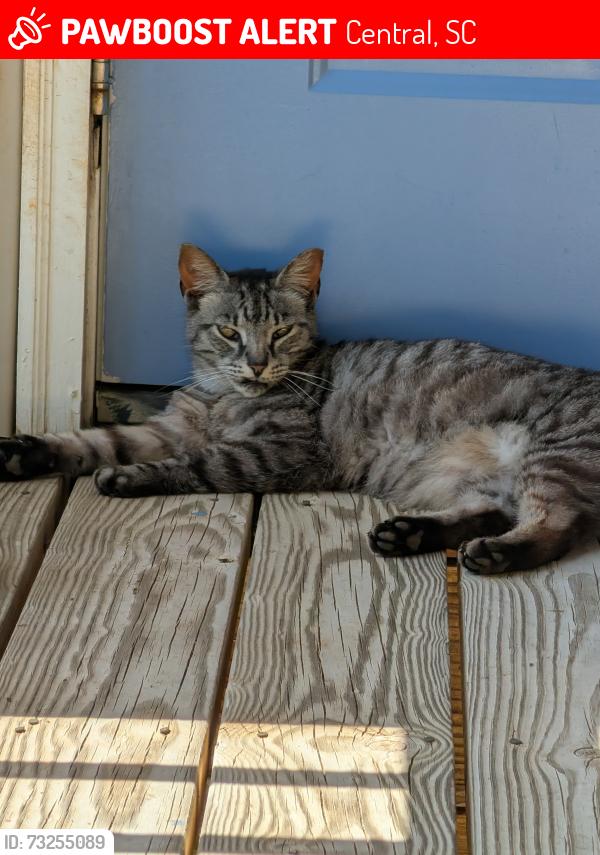 Lost Unknown Cat last seen Parking lot/apmt Complex building, Central, SC 29630
