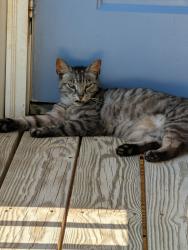 Lost Unknown Cat last seen Parking lot/apmt Complex building, Central, SC 29630