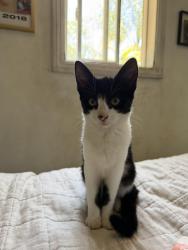 Lost Female Cat last seen Near west service ave, West Covina, CA 91790