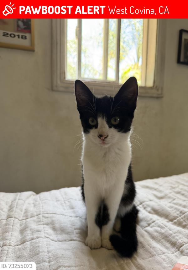 Lost Female Cat last seen Near west service ave, West Covina, CA 91790