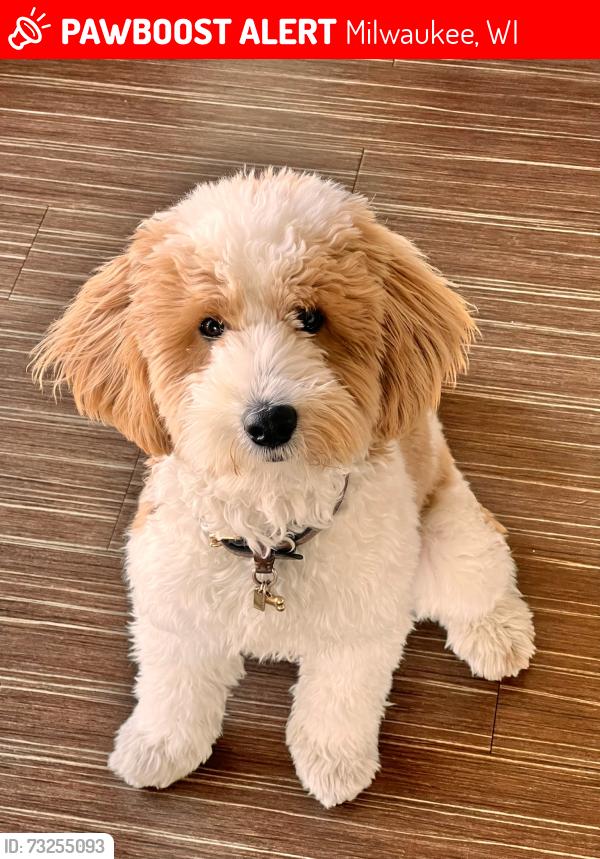 Lost Male Dog last seen N Cramer st, Milwaukee, WI 53211