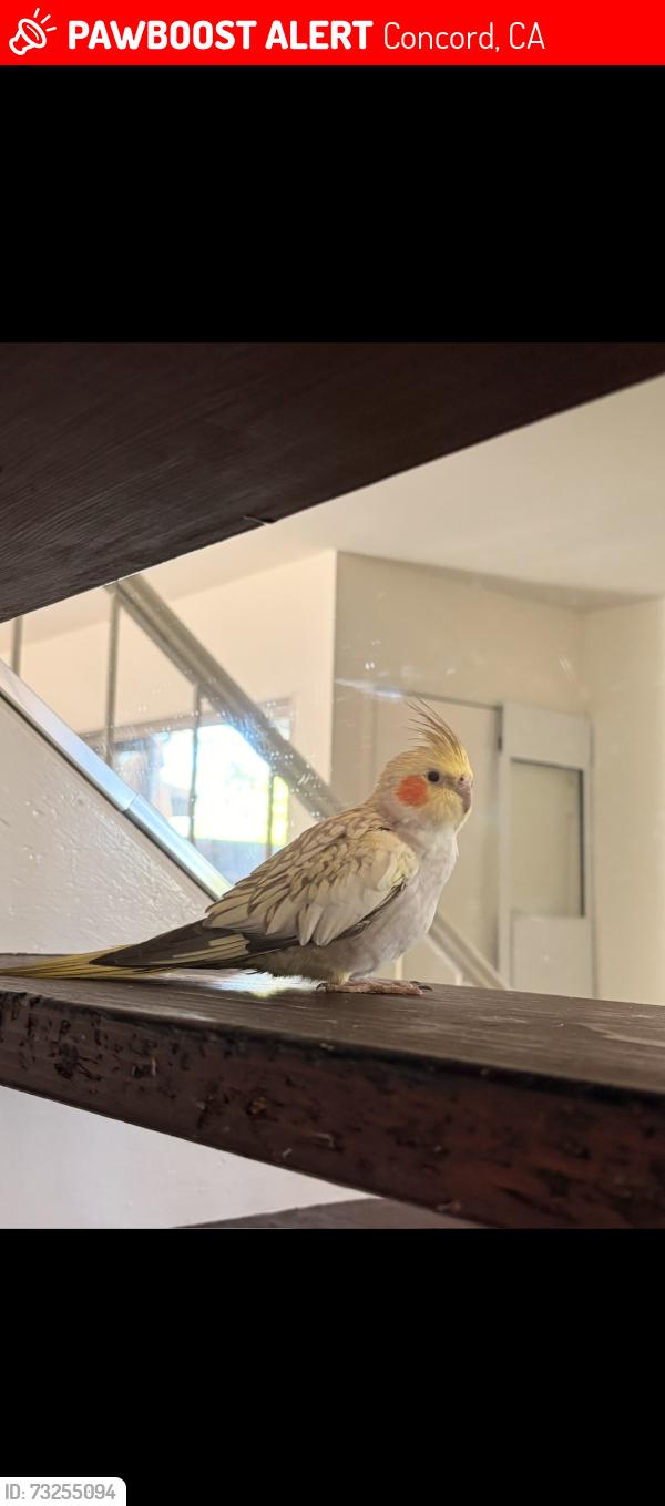 Lost Male Bird last seen Michigan Blvd and Ignacio Valley Blvd, Concord, CA 94521