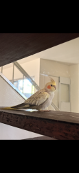 Lost Male Bird last seen Michigan Blvd and Ignacio Valley Blvd, Concord, CA 94521