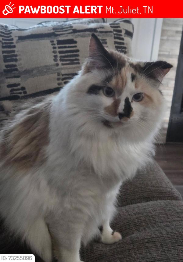 Lost Female Cat last seen Near Newcastle Dr and Georgetown Dr, Mt. Juliet, TN 37138