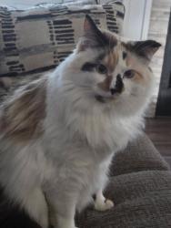 Lost Female Cat last seen Near Newcastle Dr and Georgetown Dr, Mt. Juliet, TN 37138