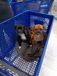 Found/Stray Female Dog last seen PetSmart, Houston, TX 77040