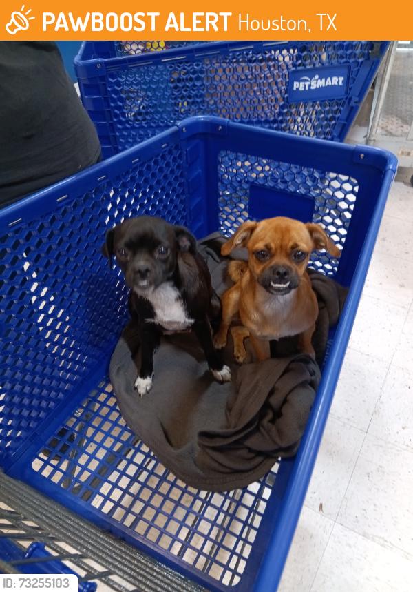 Found/Stray Female Dog last seen PetSmart, Houston, TX 77040