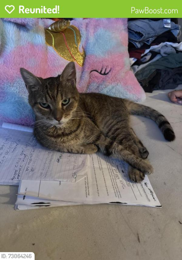 Reunited Female Cat last seen 169th St & Utopia Pkwy, Queens, NY 11357