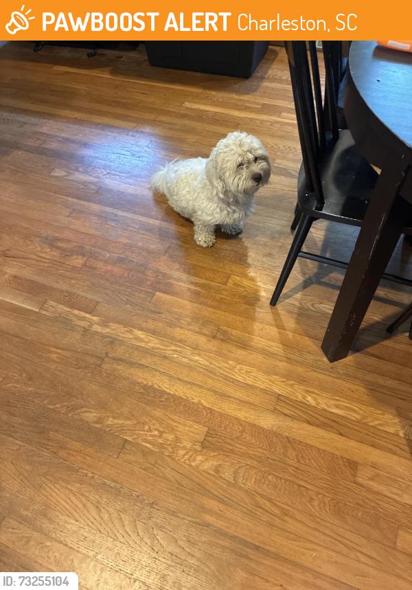 Found/Stray Male Dog last seen Oakland ave, Charleston, SC 29414
