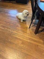 Found/Stray Male Dog last seen Oakland ave, Charleston, SC 29414