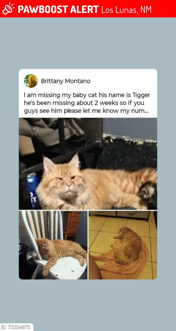 Lost Male Cat last seen Near meadow lake Rd los lunas New Mexico, Los Lunas, NM 87031