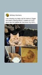 Lost Male Cat last seen Near meadow lake Rd los lunas New Mexico, Los Lunas, NM 87031