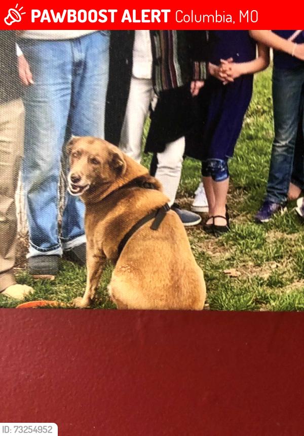 Lost Female Dog last seen Parker, Columbia, MO 65202