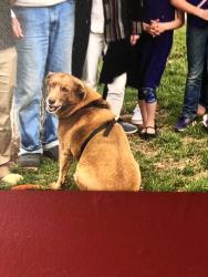 Lost Female Dog last seen Parker, Columbia, MO 65202
