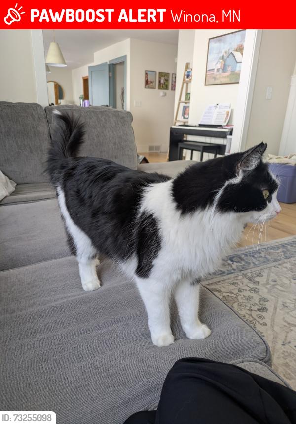 Lost Female Cat last seen Valley Oaks, Winona, Winona, MN 55987