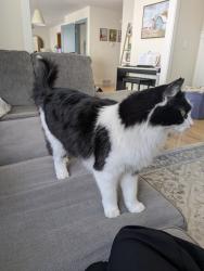 Lost Female Cat last seen Valley Oaks, Winona, Winona, MN 55987