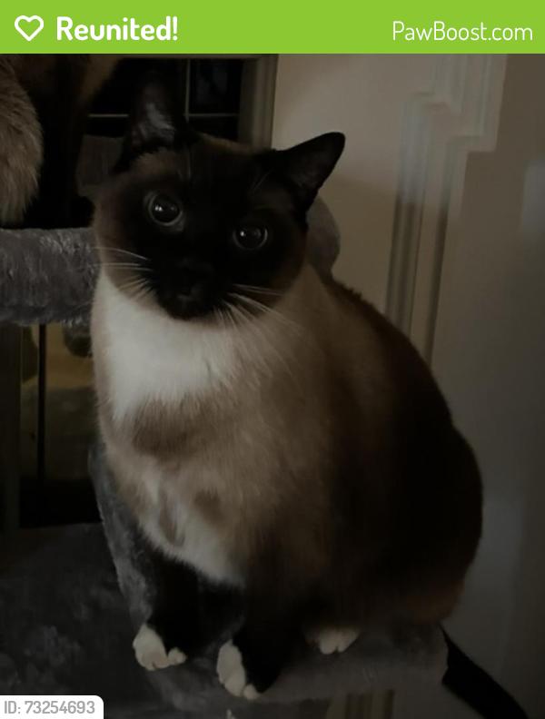 Reunited Female Cat last seen W main st, Claremont, NC 28610