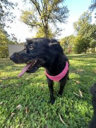 Lost Female Dog last seen Near Vinton St, Richmond, VA 23231
