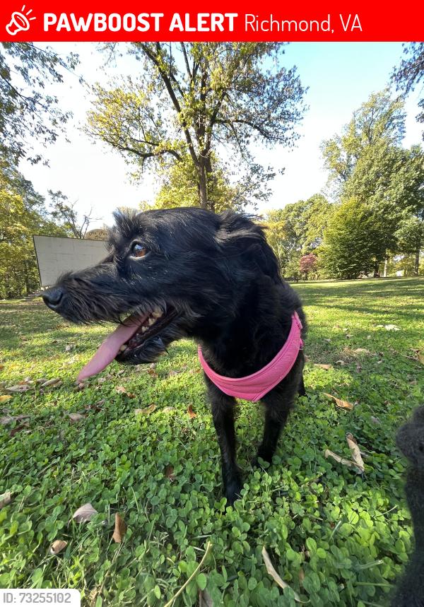 Lost Female Dog last seen Near Vinton St, Richmond, VA 23231