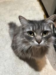 Reunited Female Cat last seen wardlow and webster ave, Long Beach, CA 90810