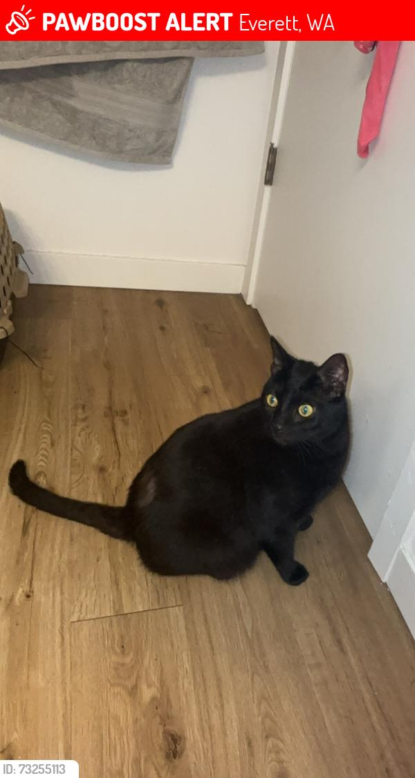 Lost Male Cat last seen 128th st, 4th ave, 98208, Everett, WA 98208