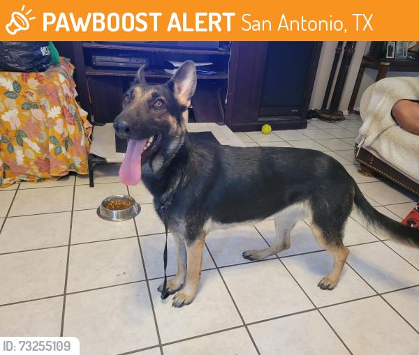 Found/Stray Female Dog last seen Roosevelt elementary school, San Antonio, TX 78237