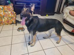 Found/Stray Female Dog last seen Roosevelt elementary school, San Antonio, TX 78237
