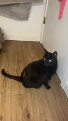 Lost Male Cat last seen 128th st, 4th ave, 98208, Everett, WA 98208