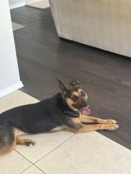 Found/Stray Female Dog last seen Hedgecoxe & Coit, Plano, TX 75024