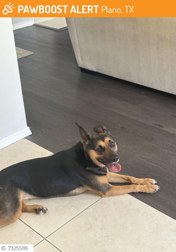 Found/Stray Female Dog last seen Hedgecoxe & Coit, Plano, TX 75024