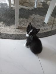 Lost Female Cat last seen Cheyenne Meadows and Pennyroyal, Colorado Springs, CO 80906