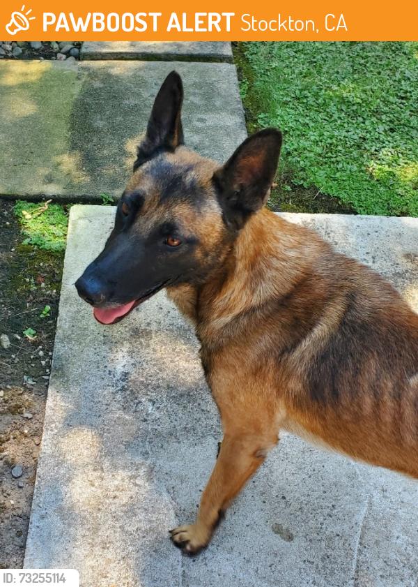 Found/Stray Male Dog last seen Mill Springs Rd., Stockton, CA 95219