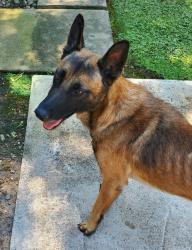 Found/Stray Male Dog last seen Mill Springs Rd., Stockton, CA 95219