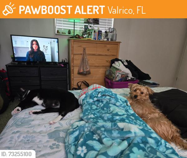 Found/Stray Unknown Dog last seen mulrennan rd valrico fl., Valrico, FL 33594