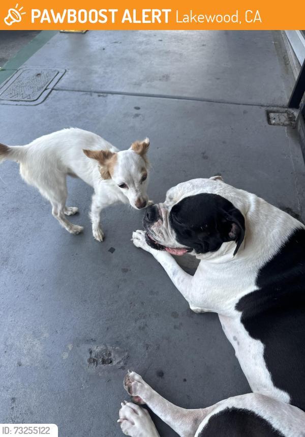 Found/Stray Unknown Dog last seen 2ndcHair hair salon, Lakewood, CA 90713