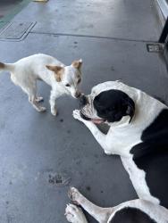 Found/Stray Unknown Dog last seen 2ndcHair hair salon, Lakewood, CA 90713