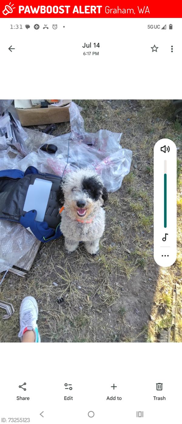 Lost Male Dog last seen 70th avenue, Graham, WA 98338