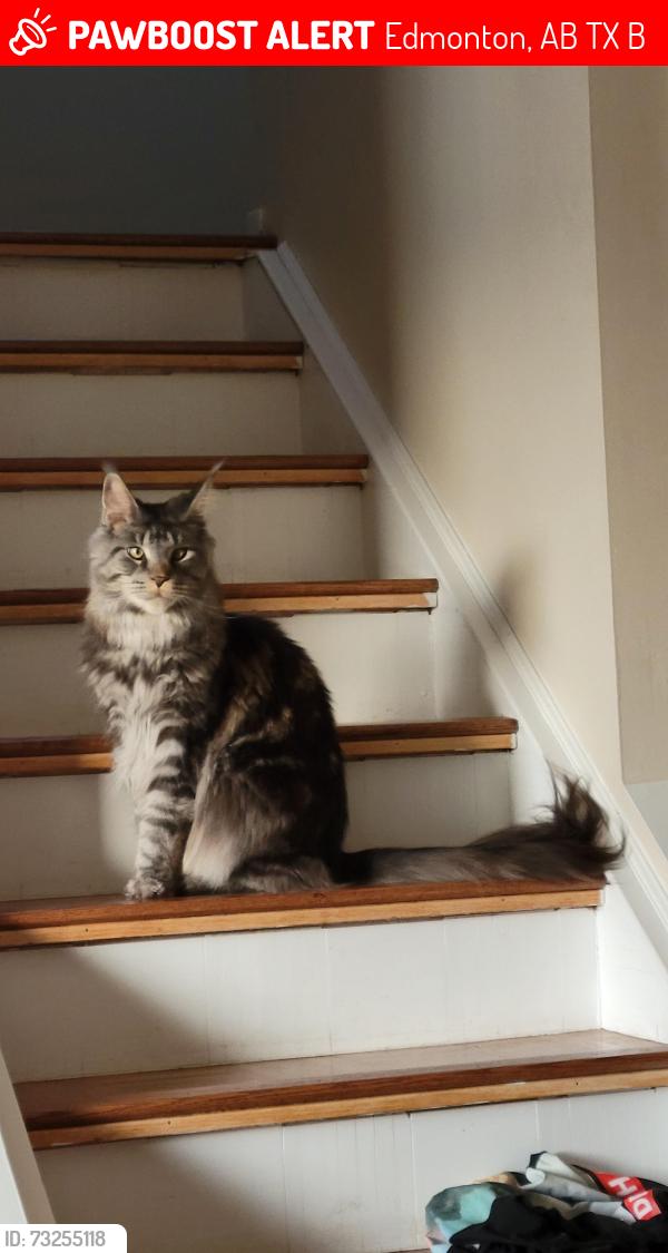 Lost Male Cat last seen Northwest pentecostal assembly church, Edmonton, AB T5X 6B3