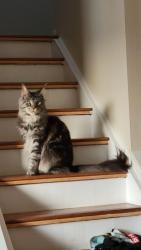 Lost Male Cat last seen Northwest pentecostal assembly church, Edmonton, AB T5X 6B3