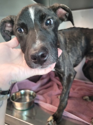 Shelter Stray Male Dog last seen Near Ambassador Dr, Rancho Cordova, CA, 6201 Florin Perkins Rd, Sacramento, CA 95828, USA