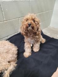 Shelter Stray Female Dog last seen Near Alayna Way, Folsom, Folsom, MO, 6201 Florin Perkins Rd, Sacramento, CA 95828, USA