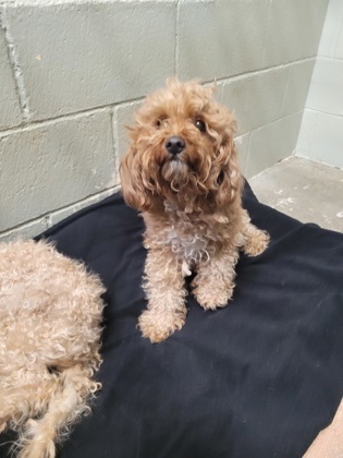 Shelter Stray Female Dog last seen Near Alayna Way, Folsom, Folsom, MO, 6201 Florin Perkins Rd, Sacramento, CA 95828, USA