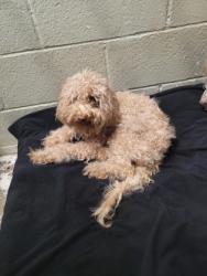 Shelter Stray Female Dog last seen Near Alayna Way, Folsom, Folsom, MO, 6201 Florin Perkins Rd, Sacramento, CA 95828, USA