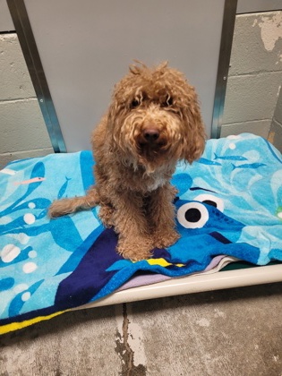 Shelter Stray Female Dog last seen Near Alayna Way, Folsom, Folsom, MO, 6201 Florin Perkins Rd, Sacramento, CA 95828, USA