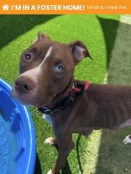 Shelter Stray Female Dog last seen Garrison Blvd & Boarman Ave., 21215, MD, 2490 Giles Rd, Baltimore, MD 21225, USA