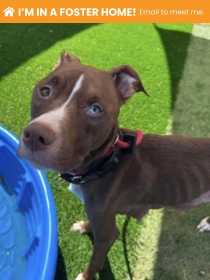 Shelter Stray Female Dog last seen Garrison Blvd & Boarman Ave., 21215, MD, 2490 Giles Rd, Baltimore, MD 21225, USA
