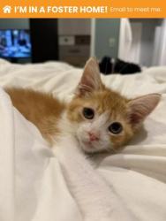 Shelter Stray Male Cat last seen W Baltimore St & N Payson St, 21223, MD, 2490 Giles Rd, Baltimore, MD 21225, USA