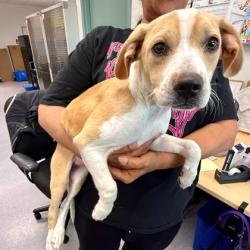 Shelter Stray Female Dog last seen Near Idlewood Sr, Oakland, CA, 1101 29th Ave, Oakland, CA 94601, USA