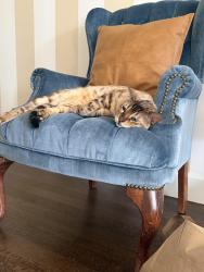 Lost Male Cat last seen Folsom Lake ests, Granite Bay, CA 95746