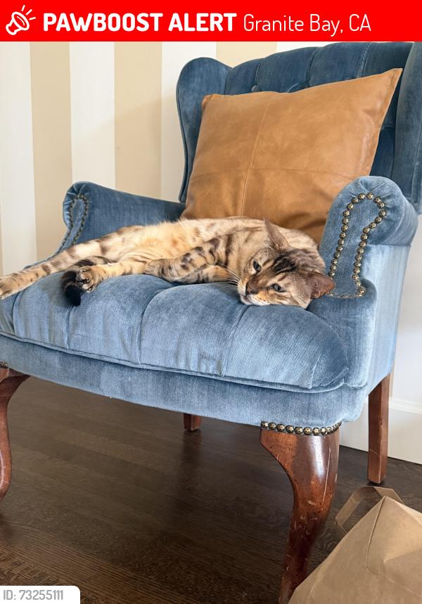 Lost Male Cat last seen Folsom Lake ests, Granite Bay, CA 95746